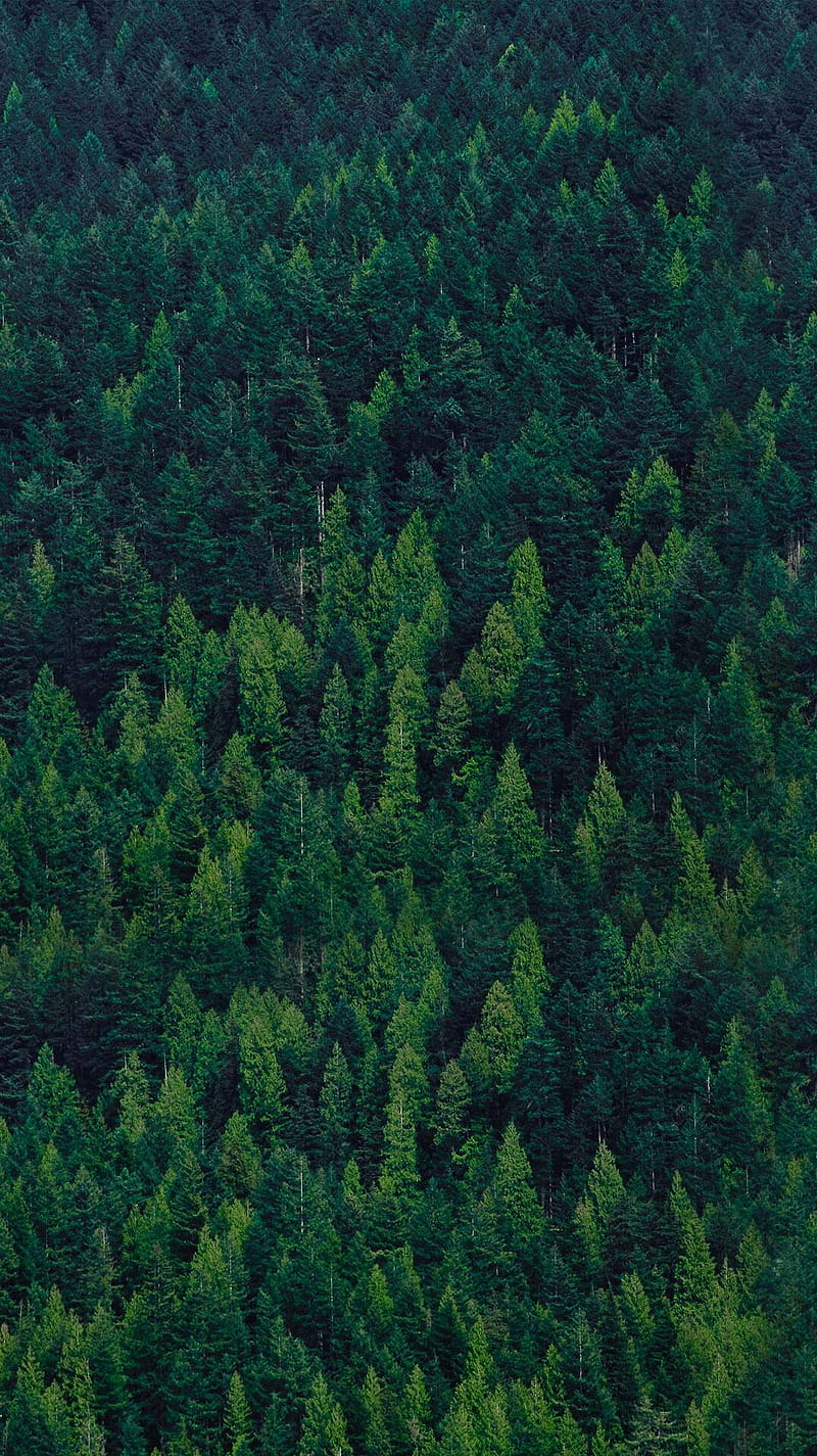Bosques, bosque, verde, naturaleza, Fondo de pantalla de teléfono HD |  Peakpx