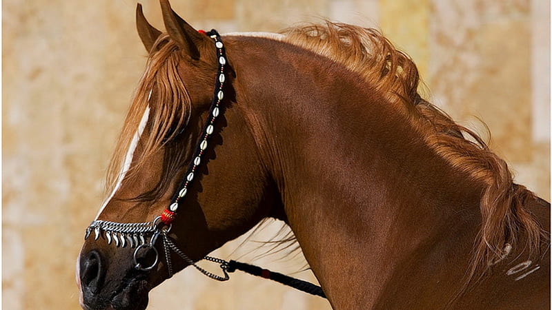 Handsome Stallion, brown stallions, show horse, arabians, nature, animals, horses, HD wallpaper