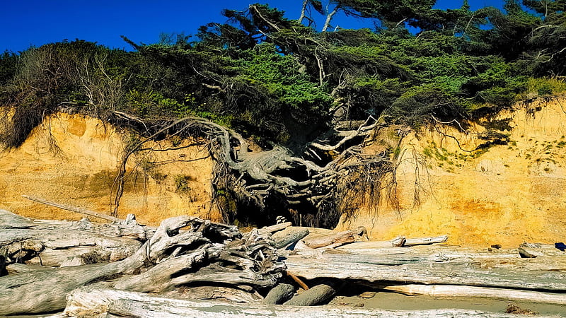 Tree of Life, Olympic National Park, Washington, roots, cliff, coast, branches, sky, usa, HD wallpaper