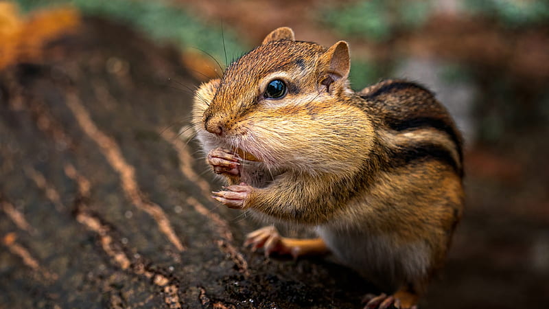 Rodent Chipmunk Squirrel Squirrel, HD wallpaper