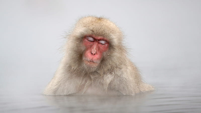 Japanese Macaque Monkey in Hot Springs, Jigokudani, japan, monkey, japan, japanese, hot, springs, macaque, HD wallpaper