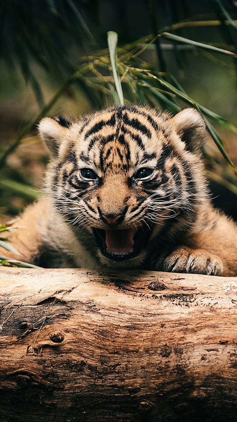 White baby tiger - Fantasy & Abstract Background Wallpapers on Desktop  Nexus (Image 1657787)