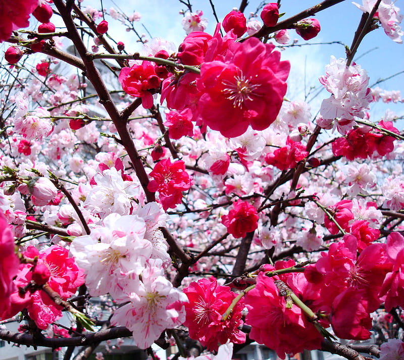Cherry Blossom 3, blossoms, cherry, tree, HD wallpaper