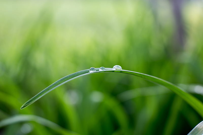 shallow focus graphy of grass leaf, HD wallpaper