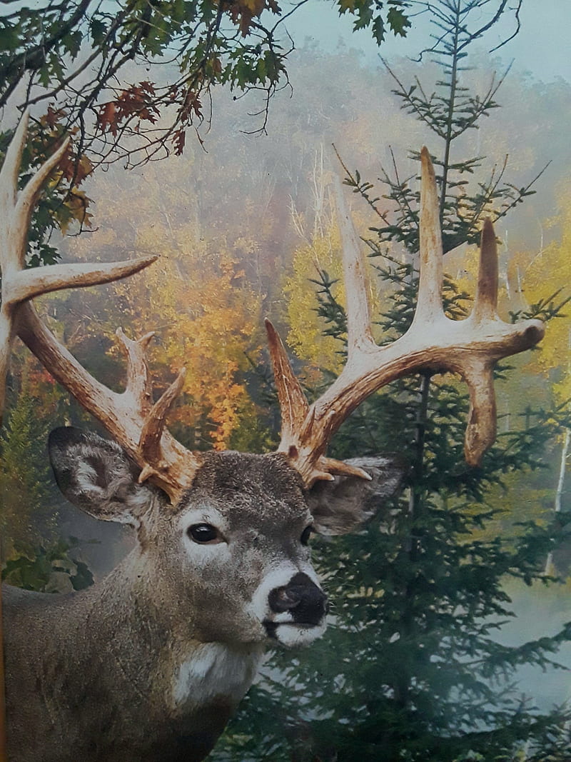 Deer, hunting, HD phone wallpaper