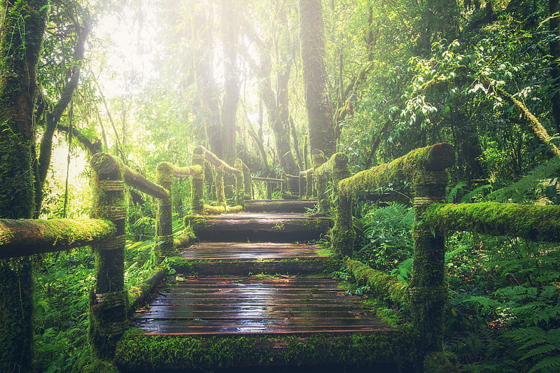 Wooden Bridge on Rainforest, HD wallpaper