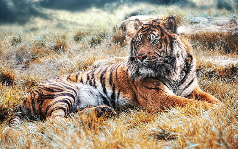 large tiger, wildlife, field, predator, Bengal tiger, HD wallpaper