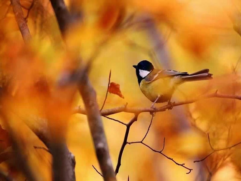Bird, Cute, Fall, Branxh, Tree, Branch, Little, HD wallpaper