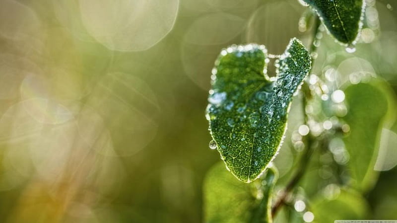 Tranquility, raindrops, drops, graphy, leaves, bokeh close-up, forest, dew, spring, abstract, softness, leaf, dewdrops, macro, water drops, summer, nature, rain, HD wallpaper