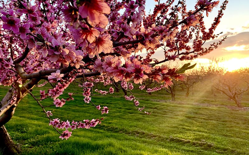 Early Morning Peach blossoms, Hoesnsack, Pennsylvania, fields, landscape, pink, tree, branches, HD wallpaper