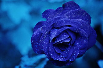 Blue rose flower background water drops HD phone wallpaper  Peakpx