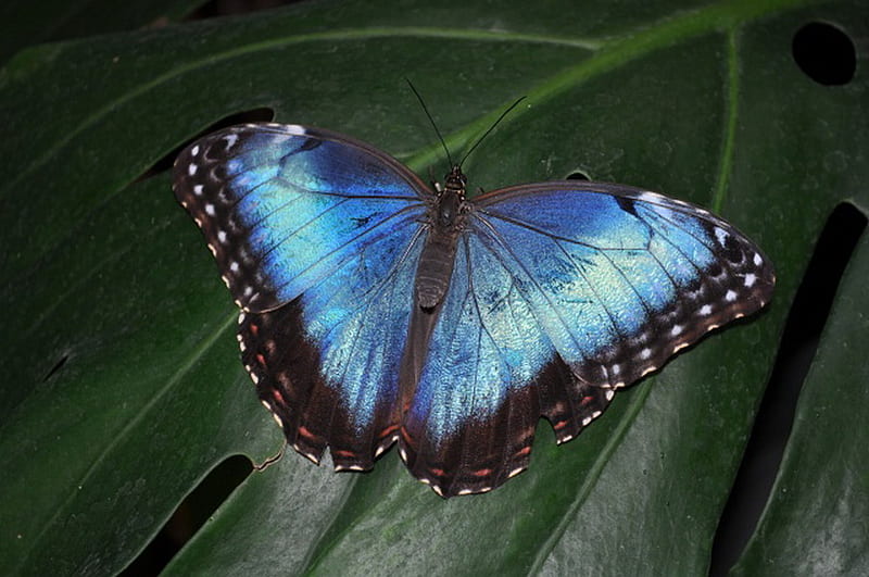 BLUE MORPHO BUTTERFLY, morpho, butterfly, blue, plant, HD wallpaper