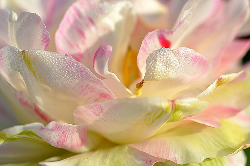 Magnolia, yellow, spring, macro, close-up, petals, skin, white, pink, HD wallpaper