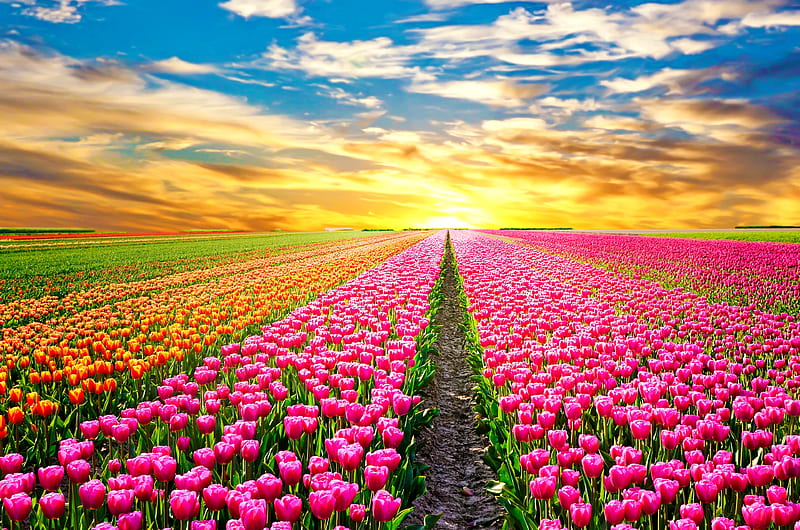 Colorful tulips field, field, colorful, flowers, bonito, tulips, sunrise, sky, HD wallpaper