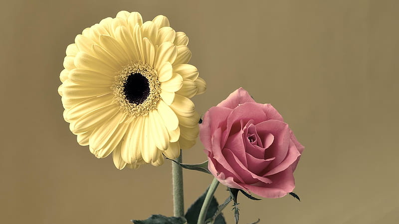 Yellow Pink Flower, rose, gerbera, flowers, yellow, nature, pink, HD