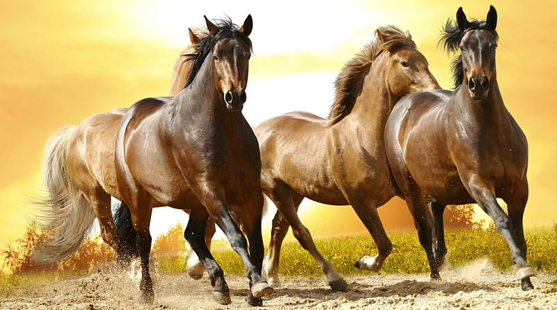 Beautiful wild horses, Equus Ferus, Mane, Wild, Horse, HD wallpaper