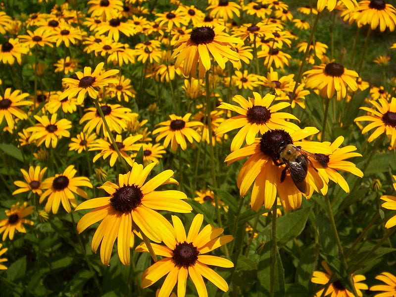 Black-Eyed Susan, bee, pretty, black eyed susan, flowers, yellow, HD wallpaper