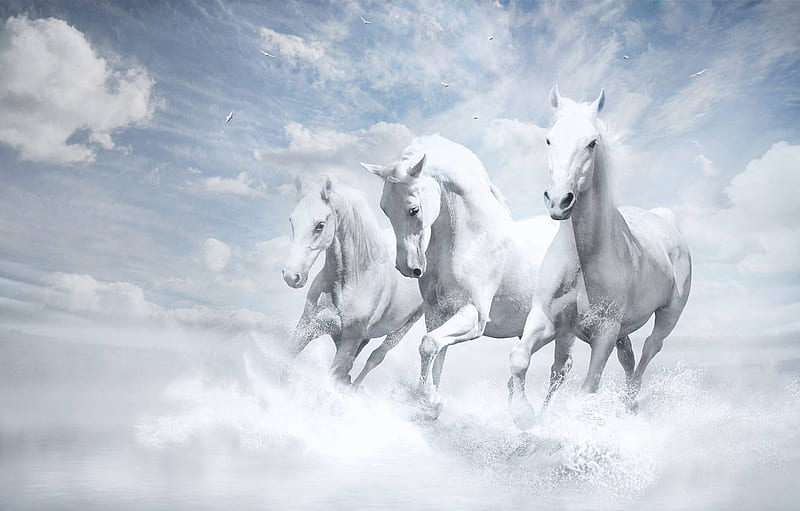 Three Galloping White Horses, Running White Horse, HD wallpaper