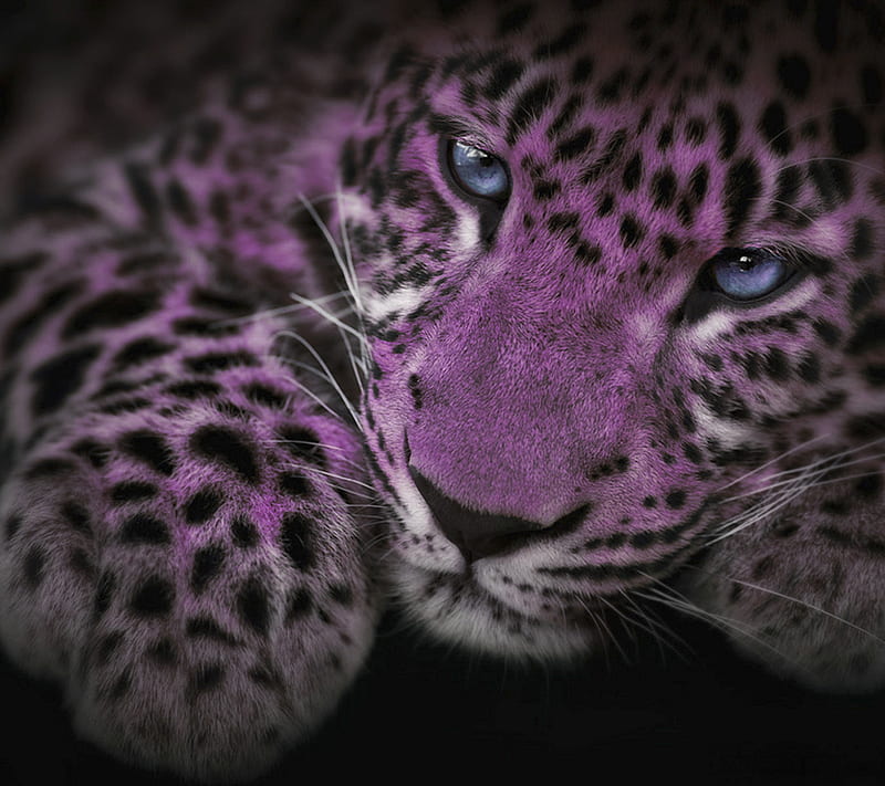 Blue and Purple, animal, art, bonito, cat, color, eyes, jaguar, predator,  ps, HD wallpaper | Peakpx