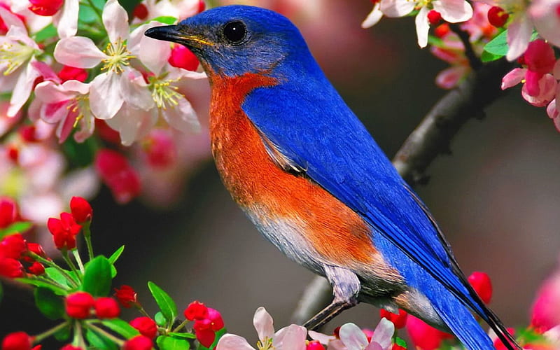Spring blue-bird, bird, paradise, paint, flowers, garden, spring, blue, HD wallpaper