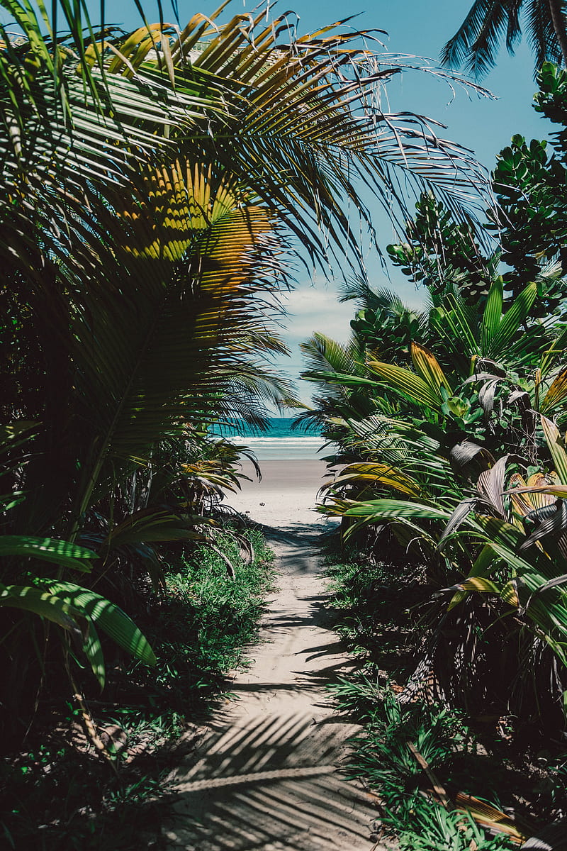 island, tropical, palm trees, beach, sand, thicket, HD phone wallpaper