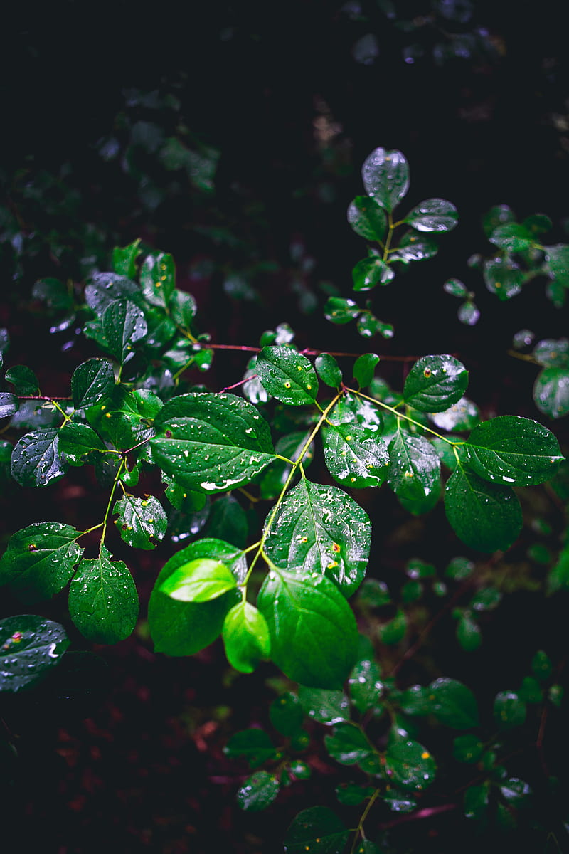branch, leaves, wet, green, macro, HD phone wallpaper