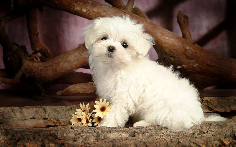 Cute Little Maltese Dog, cute, maltese, flowers, puppy, dog, animal, HD wallpaper