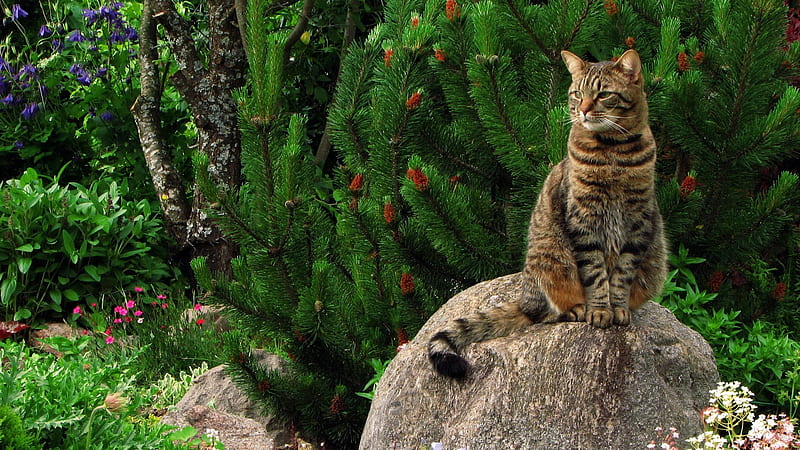 Big Cat Is Sitting On Stone Cat, HD wallpaper