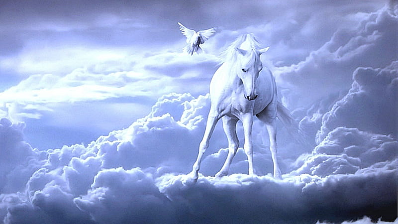 Watching From Above, fantasy, pegasus, nature, clouds, white horse, horses, HD wallpaper