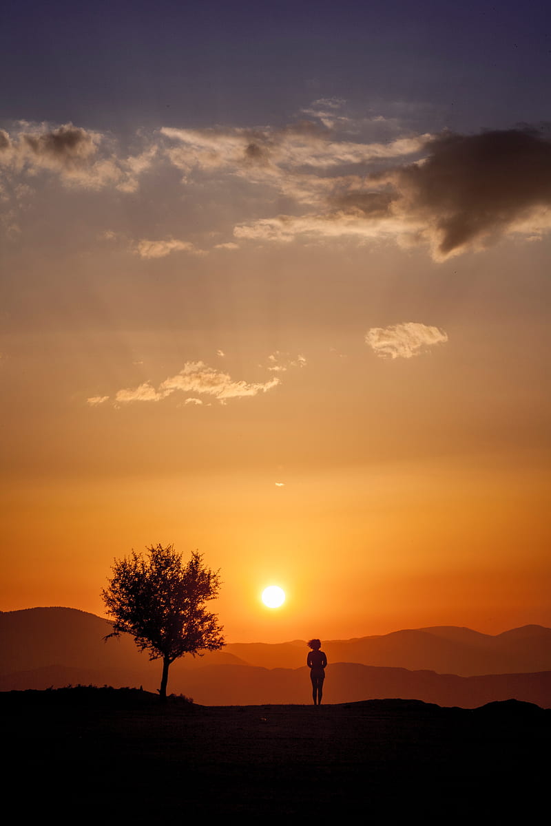 silhouette, sunset, tree, loneliness, sunlight, HD phone wallpaper