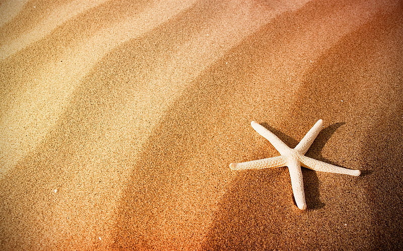 starfish in the sand, evening, sunset, beach, sand, starfish, summer travel concepts, HD wallpaper
