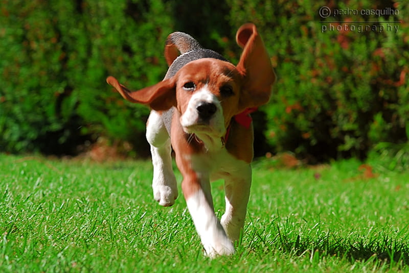 Beagle, cute, cachorro, perfect, animals, puppy, dog, HD wallpaper