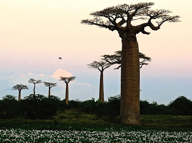 Baobab trees, baobab, bonito, sunset, trees, africa, HD wallpaper