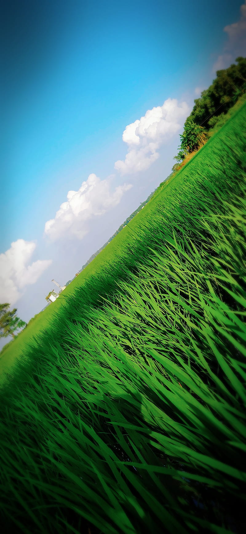 Grass beauty, dhaan, grass, green, horizon clouds, natural, nature, paddy field, sky, HD phone wallpaper