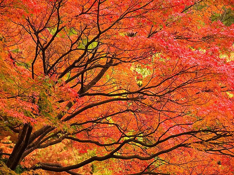 October branches, red, autumn, tree, orange, branches, HD wallpaper