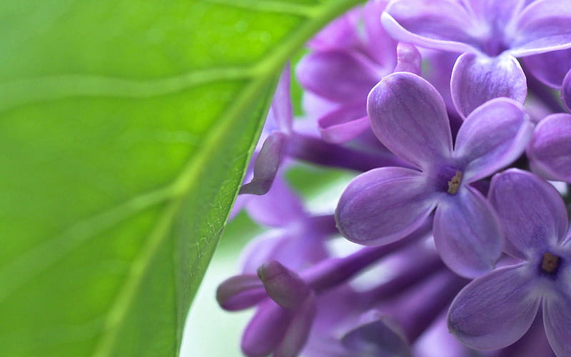 Flores lilas, lila, flores, violeta, verde, Fondo de pantalla HD | Peakpx