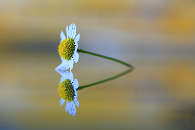 Daisy, flower, single, simplicity, HD wallpaper