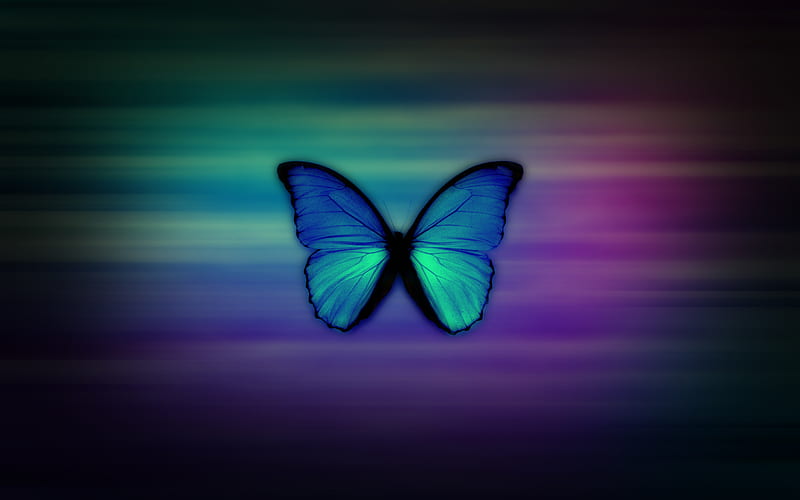 Girly, colorful, butterfly, blue, HD wallpaper | Peakpx