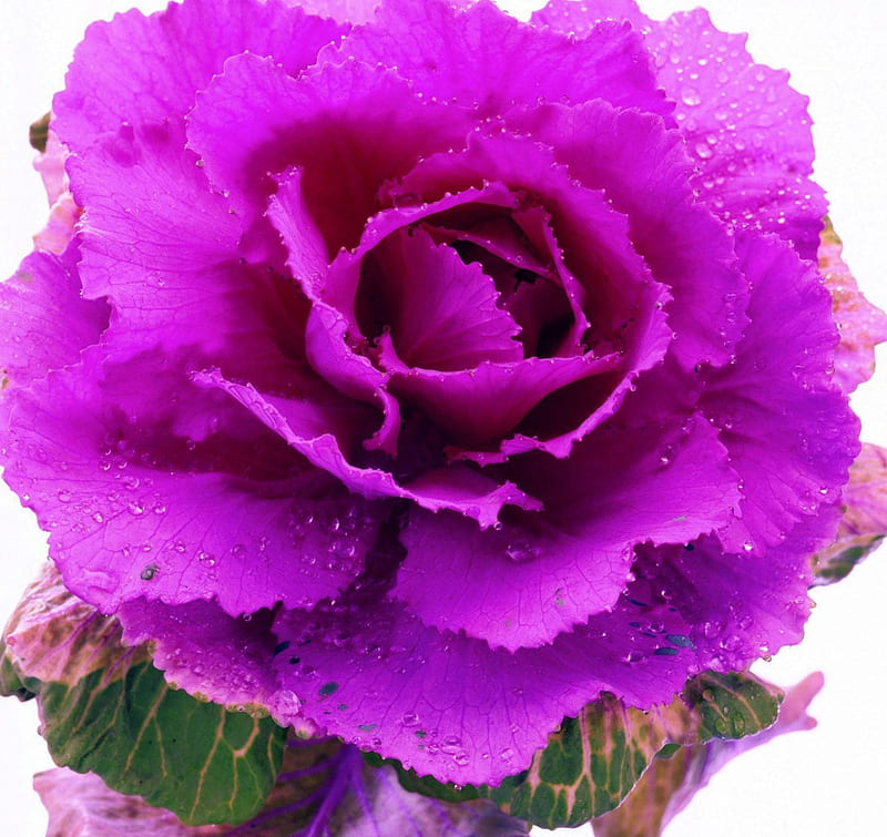 Ornamental Cabbage, cabbage, purple, flowers, dew, nature, drops, ornamental, HD wallpaper
