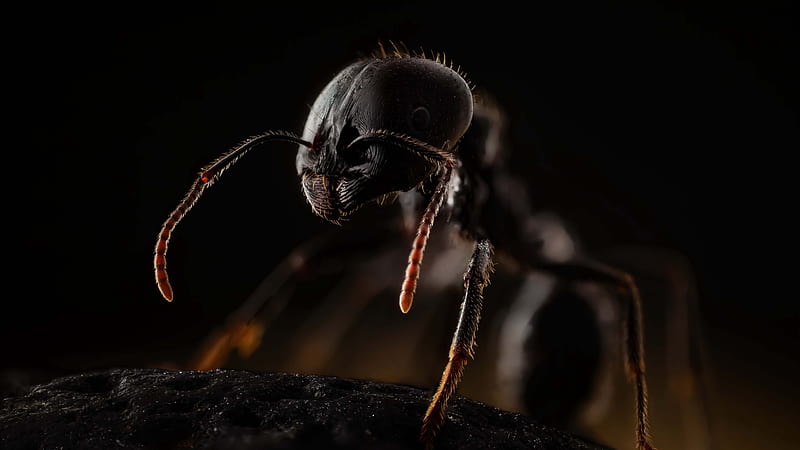 ant, macro, insects, Animal, HD wallpaper