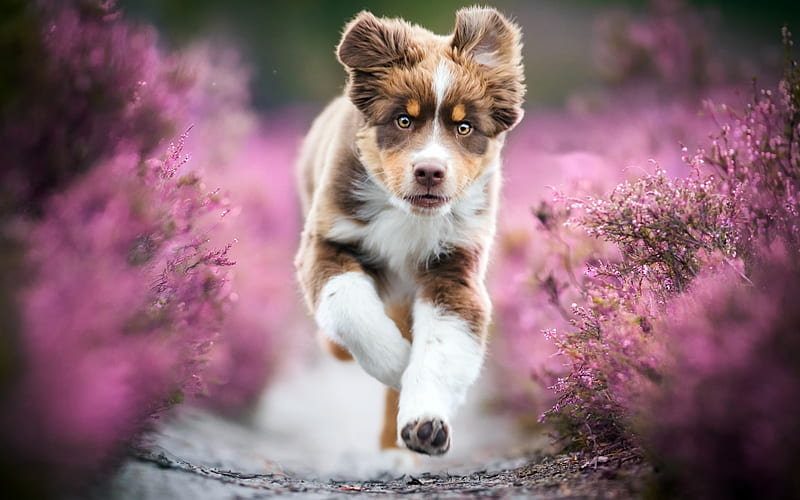 :-), cute, caine, running, flower, pink, dog, puppy, animal, HD wallpaper