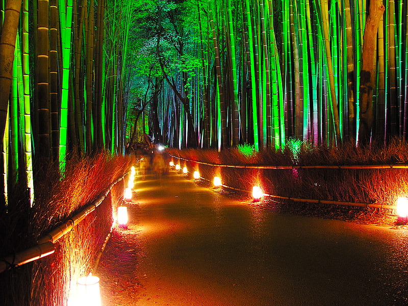 Bamboo Forest, forest, lantern, kyoto, bamboo, night, HD wallpaper