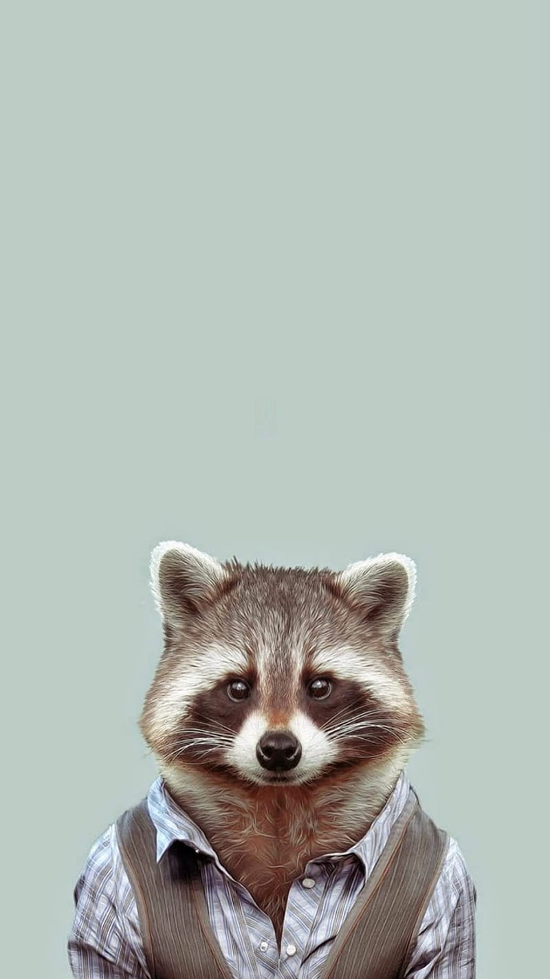 Raccoon in a suit, adorable, cute animals, raccoon, sweet, HD phone wallpaper