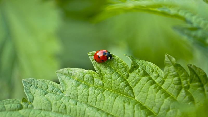 *** Ladybug on a leaf ***, red, green, animals, leaf, HD wallpaper