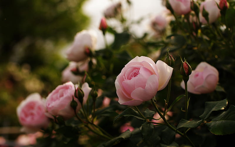 beauty roses, eauty, flowers, nature, roses, HD wallpaper
