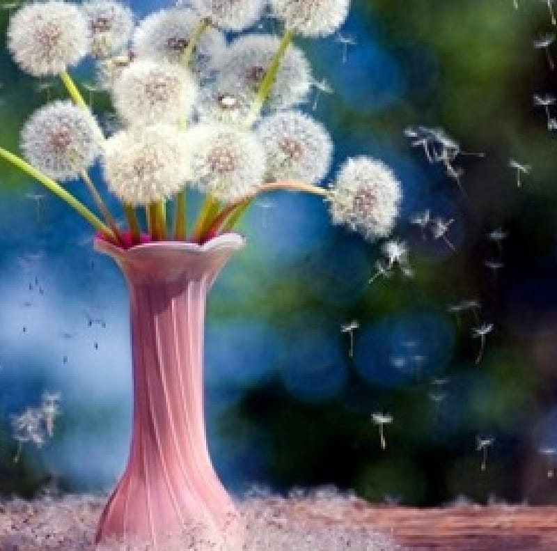 Dandelions Still Life Cool Graphy Beauty Hd Wallpaper Peakpx 1437