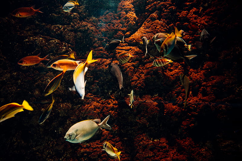 school of fish in water, HD wallpaper