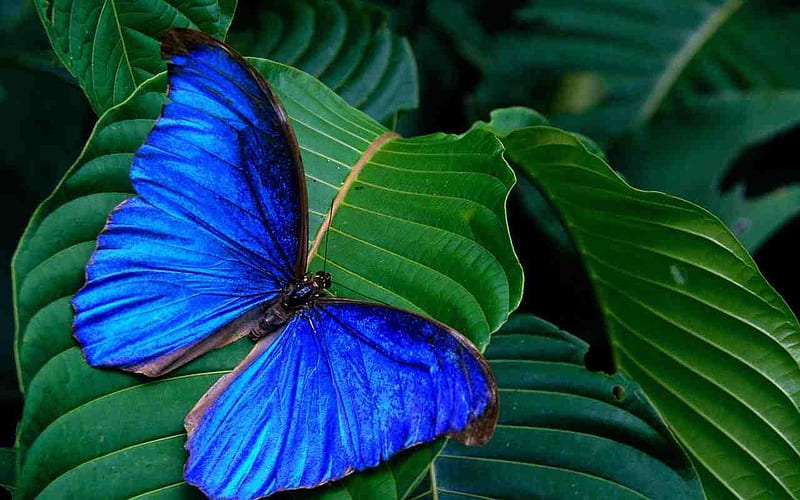 BLUE BUTTFLY, HD wallpaper | Peakpx