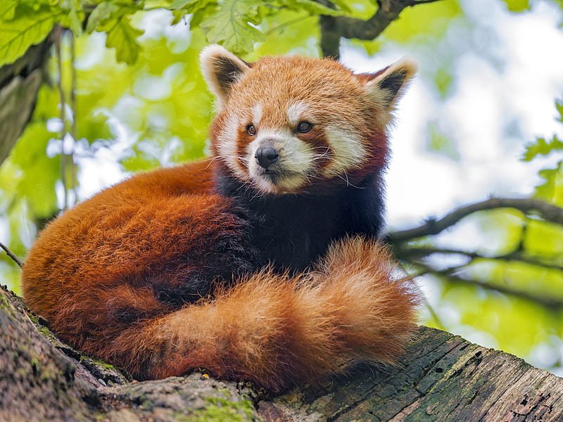 red panda, panda, glance, animal, tree, HD wallpaper