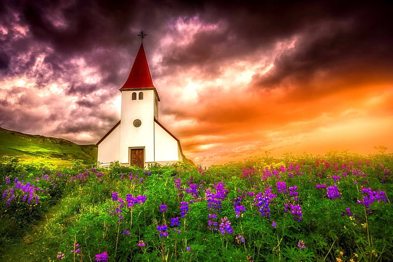 FLOWERS at SUNSET, wild flowers, places, sunset, church, iceland, sky, clouds, flowers, evening, meadow, HD wallpaper